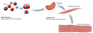 Chemical, cellular, and tissue levels