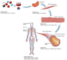 Chemical, cellular, tissue, organ, and organ system levels