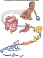 Diagram showing levels of biological organization from DNA to organ systems