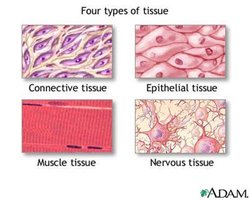 Four types of tissue: connective, epithelial, muscle, nervous