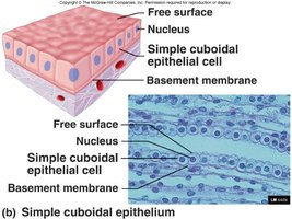 Simple cuboidal epithelium with basement membrane