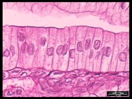 Simple columnar epithelium