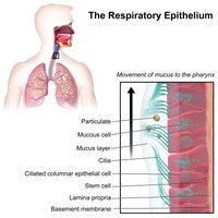 Simple columnar epithelium