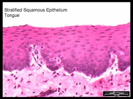 Stratified squamous epithelium in tongue