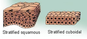 Stratified squamous and cuboidal epithelium