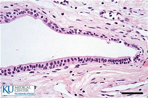 Stratified cuboidal epithelium