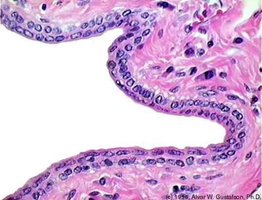 Stratified cuboidal epithelium