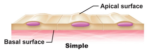 Simple epithelium showing apical and basal surfaces