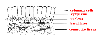 Diagram of columnar cells and connective tissue