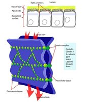 Tight junctions and cell junctions diagram