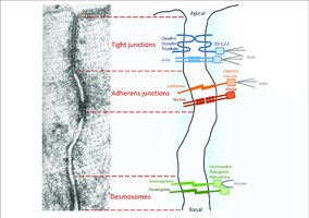 Types of cell junctions: tight, adherens, desmosomes