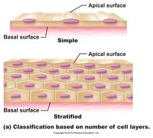 Simple vs. stratified epithelium