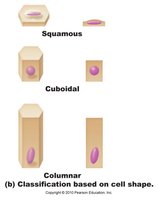 Squamous, cuboidal, columnar cell shapes