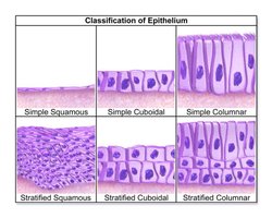 Classification of epithelium