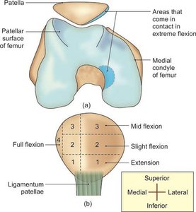 Articular surfaces and contact areas in knee flexion