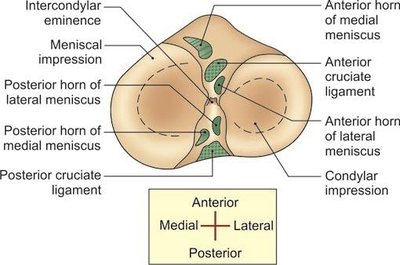 Superior view of upper end of the right tibia showing menisci and ligaments