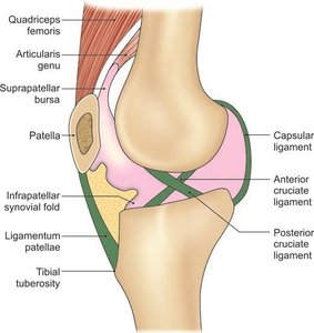 Sagittal section through the knee joint showing ligaments and synovial membrane