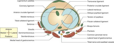 Transverse section through the right knee joint showing relations
