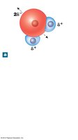 Water molecule showing positive and negative poles