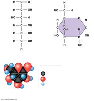 Structures of glucose