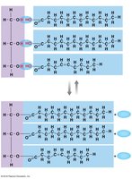 Triglyceride formation