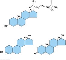 Steroid structures: cholesterol, estrogen, testosterone