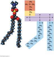 Phospholipid structure