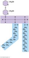 Glycolipid structure