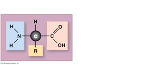 Structure of an amino acid