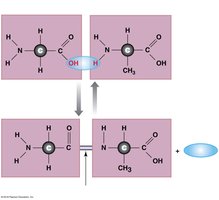 Peptide bond formation