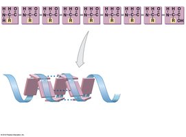 Primary and secondary protein structure