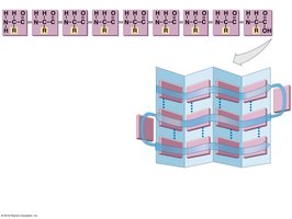 Primary and secondary protein structure