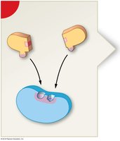 Enzyme structure and function: substrate binding