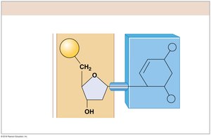 Nucleotide structure