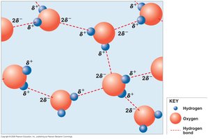Hydrogen bonds between water molecules