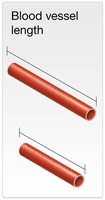 Effect of vessel length on resistance