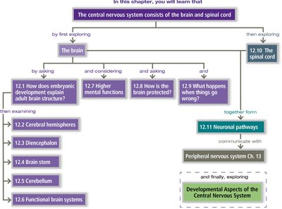 CNS chapter overview flowchart