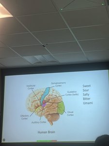 Labeled sensory and motor cortical areas