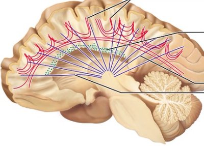 Basal nuclei and thalamus