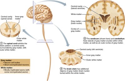 Gray and white matter in brain and spinal cord