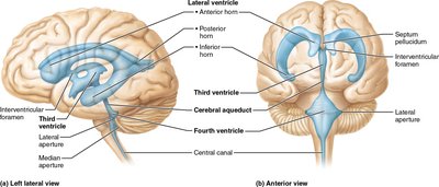 Ventricular system of the brain