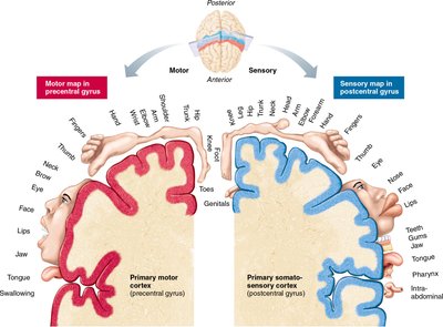 Motor and sensory homunculus maps