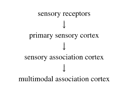 Hierarchical flow of sensory information in the cortex