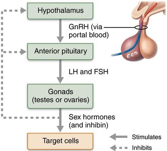 Diagram of the HPG axis showing hormonal regulation between hypothalamus, anterior pituitary, gonads, and target cells