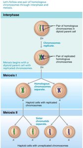 Overview of meiosis showing chromosome replication, separation of homologous chromosomes in meiosis I, and separation of sister chromatids in meiosis II