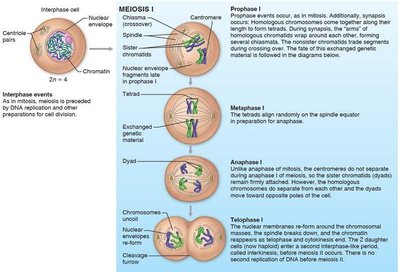 Detailed diagram of meiosis I, showing prophase I, metaphase I, anaphase I, and telophase I