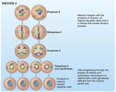Diagram of meiosis II, showing prophase II, metaphase II, anaphase II, and telophase II
