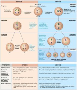 Comparison chart of mitosis and meiosis, showing key differences in process and outcomes