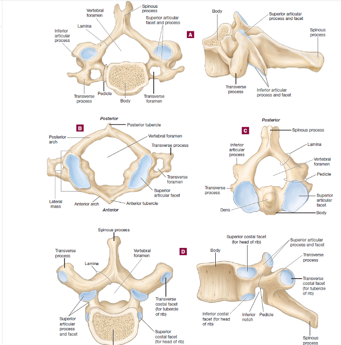 Labeled diagrams of cervical, thoracic, atlas, and axis vertebrae