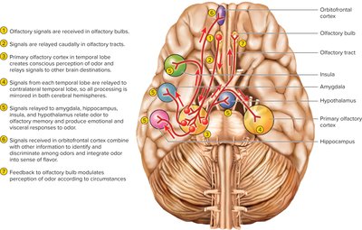 Olfactory projection pathways in the brain